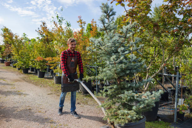 Best Tree Branch Trimming  in Clovis, NM